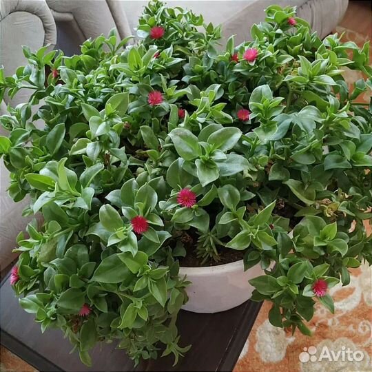 Аптения (рассада)