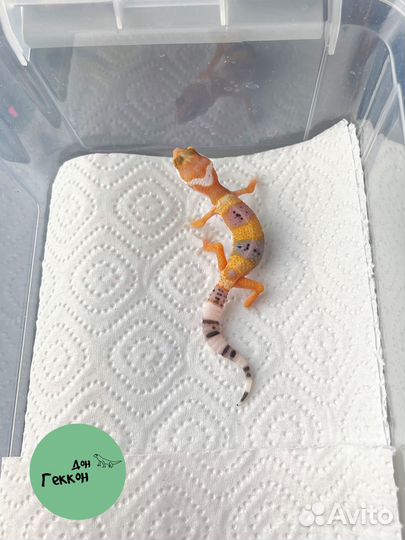 Малыши эублефары + стартовый набор в подарок