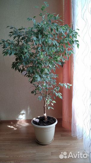 Фикус бенджамина биколор