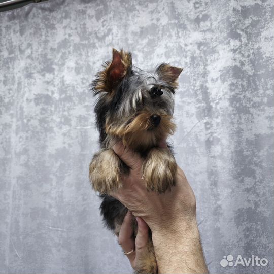 Йоркширский терьер щенки