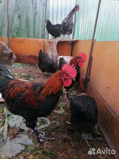 Петухи