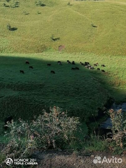 Бычки и быки