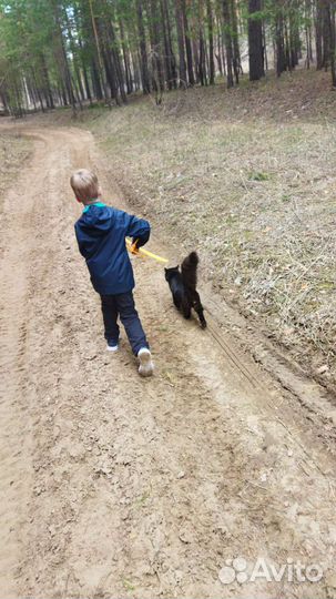 Кот для вязки