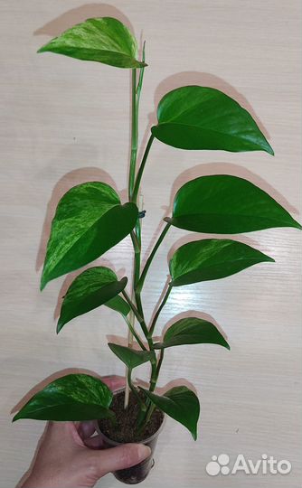 Эпипремнумы (ч.4)