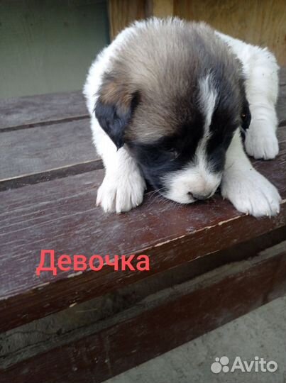 Московская сторожевая