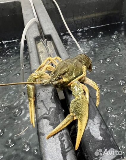 Живые раки с доставкой