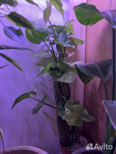 Комнатные растения цветы