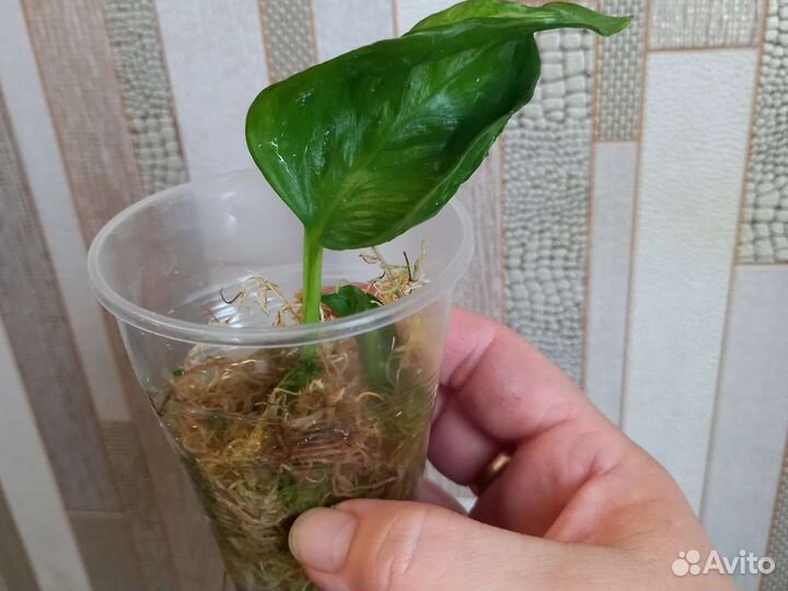 Эпипремнум Годзила