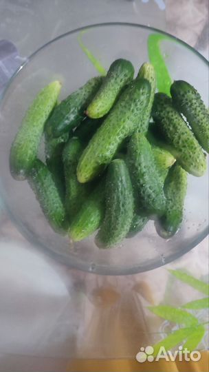 Огурцы, кабачки