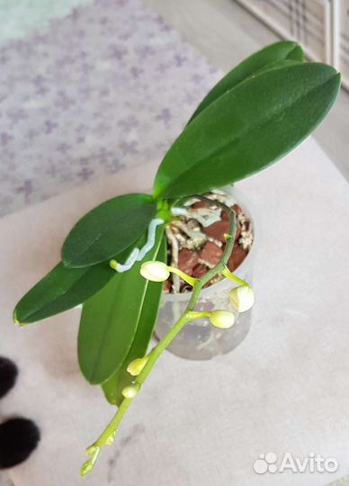 Орхидея фалинопсис Хатуюки