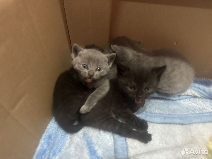 Британская