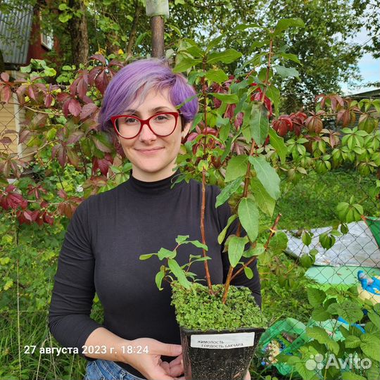 Саженцы жимолости Югана, Гордость Бакчара