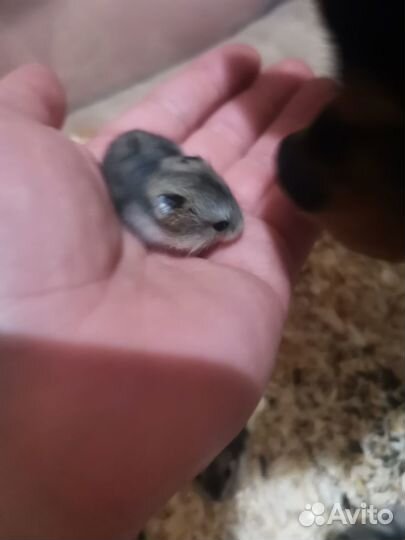 Джунгарские хомячки