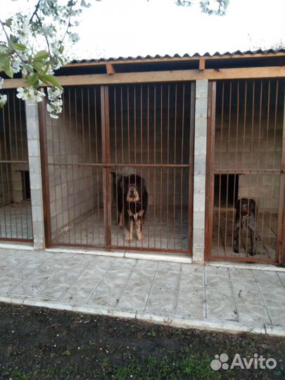 Гостиница для собак