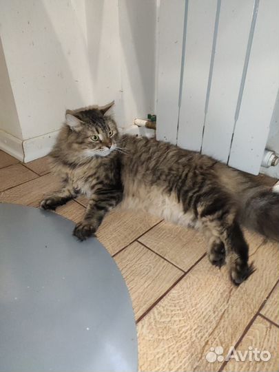 Сибирячка Бру в добрые руки