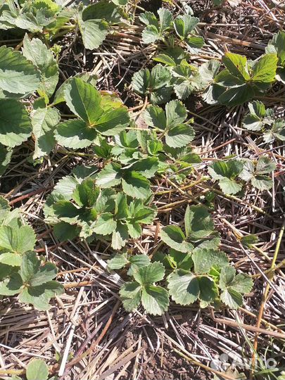 Рассада клубники фестивальная, зенга-зенгана