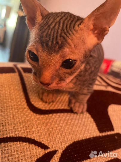 Донской сфинкс