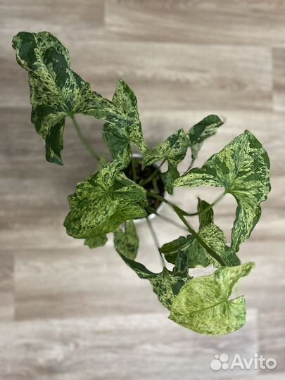 Сингониум mottled