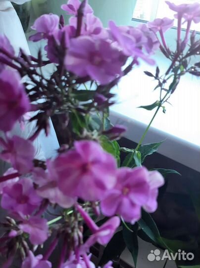 Флоксы многолетние разной расцветки накопаю