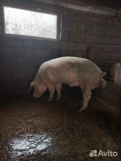 Супоростные свиньи,хряк