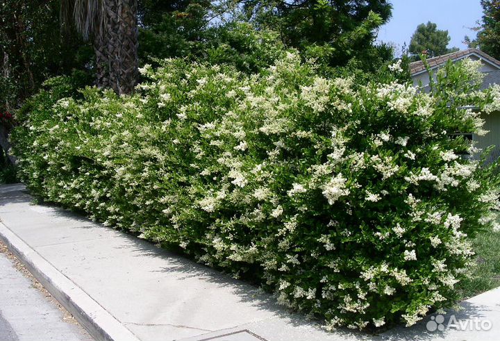 Живая Изгородь Бирючина