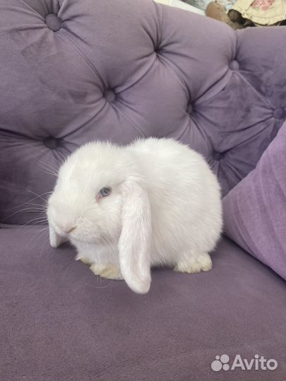 Кролик вислоухий