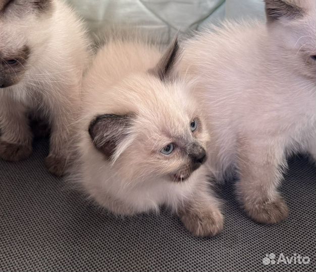 Сиамские котята