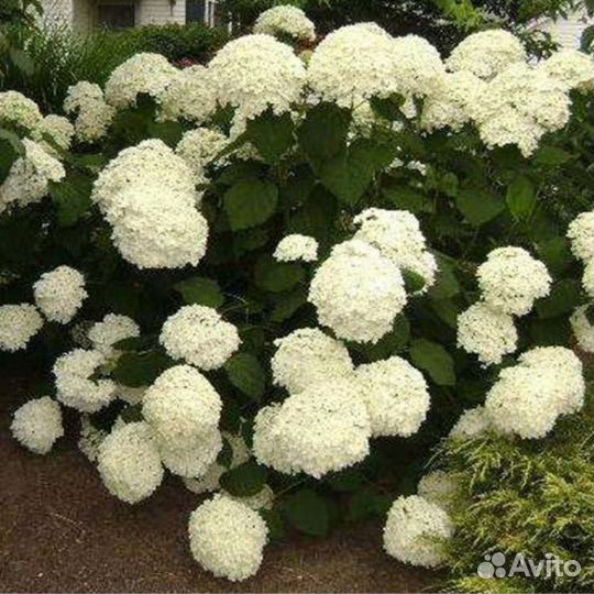 Гортензия Стронг Анабель древовидная беспл достпоч