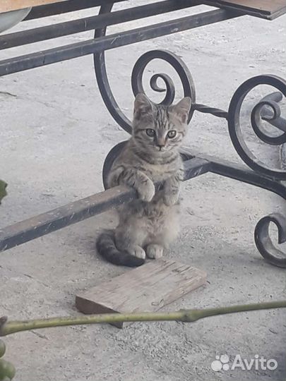 Кошечка в добрые руки