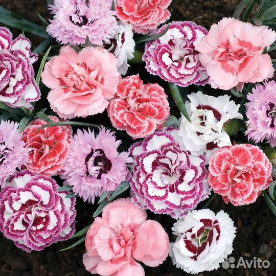 Семена Гвоздики 16 сортов Бесплатная доставка