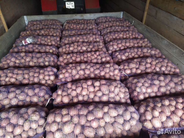 Картофель оптом