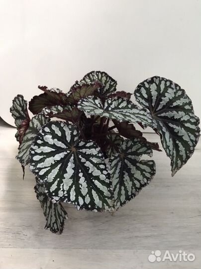 Бегония Flash Dance