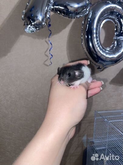 Крысята дамбо