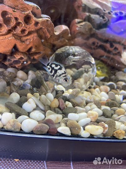 Рыбка сапфировый попугай