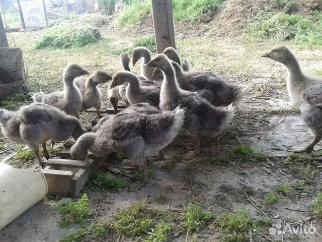 Гусь в месяц фото