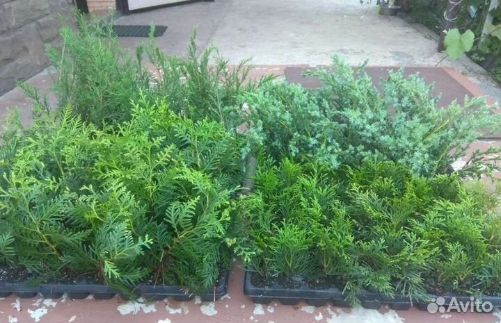 Укоренённые черенки туи, можжевельника