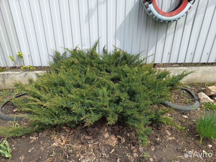 Можжевельник стелющийся