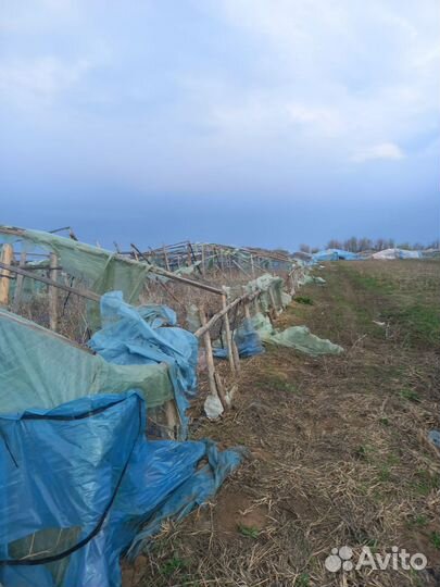 Теплицы бесплатно