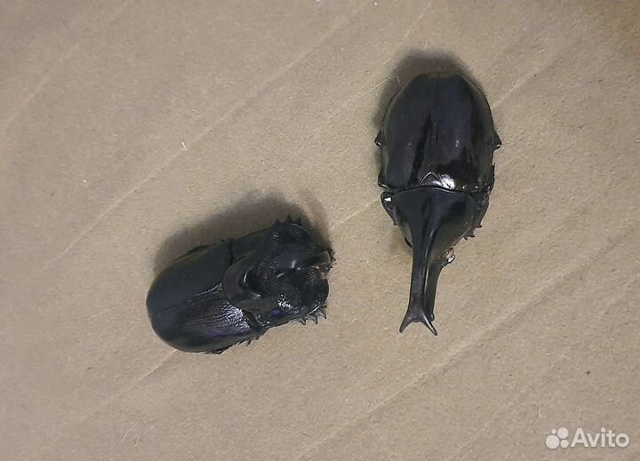 Жук-носорог