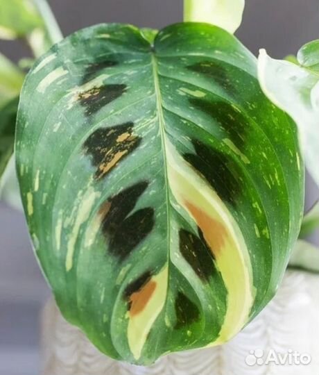 Комнатные растения цветы