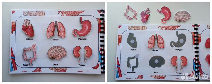 Анатомия человека для дошкольников