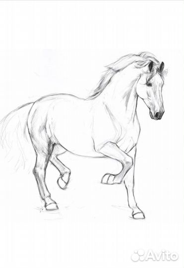 Продажа лошадей