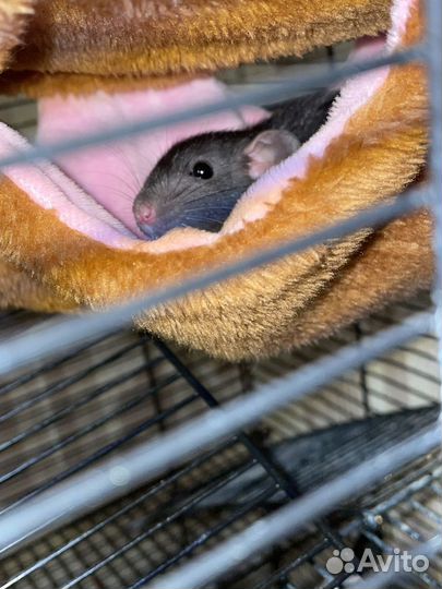 Крыса Дамбо с клеткой. 4-5 недель