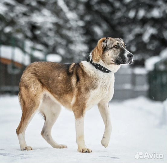 Бонни ищет дом