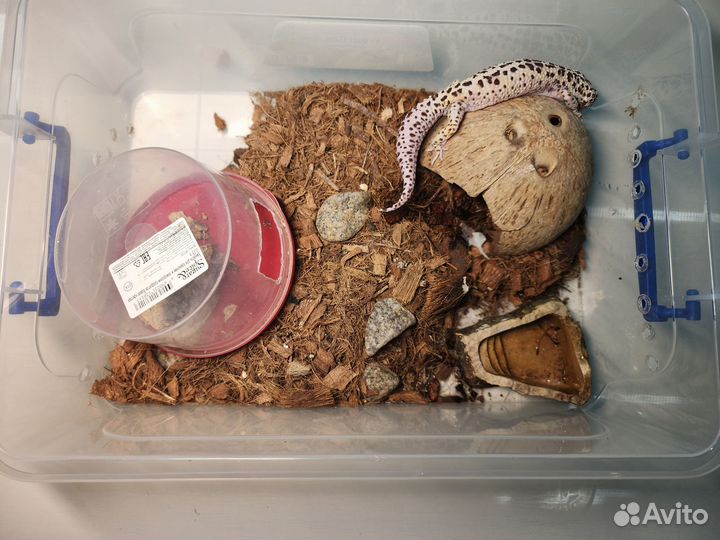 Геккон эублефар