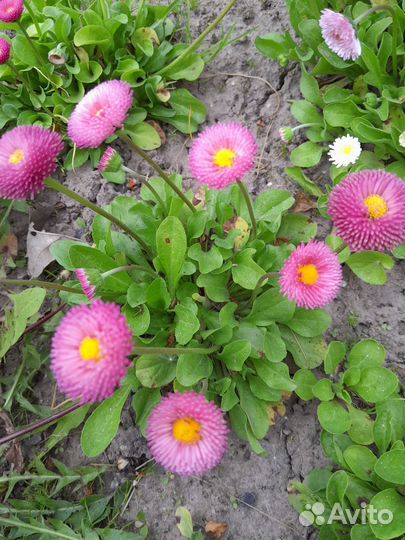 Садовые растения (разные)