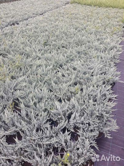 Саженцы хвойников