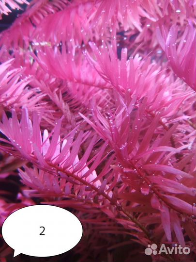 Аквариумные растения