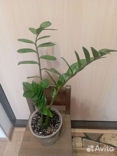 Замиокулькас