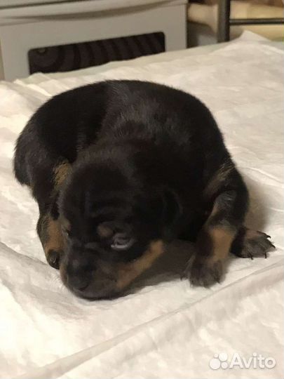 Мини той-терьер щенки